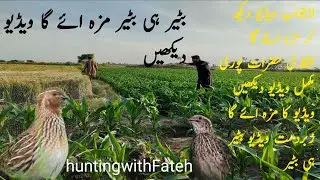 Unique technique trap Quail $$ hunting Quail|| batair Ka shikar neating Quail in Pakistan