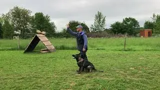 Nácvik poslušnosti, Německý ovčák Victoria (13 měsíců)