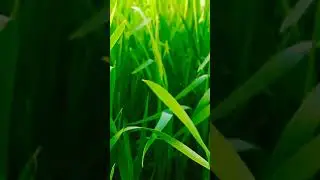 wheat crop spray | Use of potash and boron in wheat crop