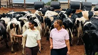 Tujyane kuragira nogukama inka zo mubuhinde ninkoko burya Bazizanye mundege