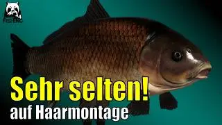 RF4 Schwarzer Büffelfisch - Sehr selten! - Russian Fishing 4 - Achtuba #rf4 Klassische Haarmontage