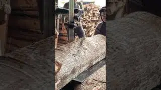 Very good‼️Mindi wood sawing process with precision #woodworking #sawing #handsaw #wood
