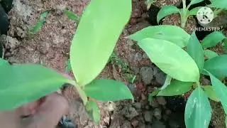 G9 banana #banana #plants all India delivered available contact me #g9 #banana #plant