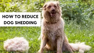 How to Reduce Dog Shedding