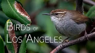 LA's Wild Wonders: Birding Bliss! | Birds of Los Angeles