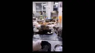 cute cats #MEOTOMDETHUONG. #cat #meo #meow