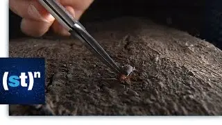 Eric Arndt discusses the unique bombardier beetle