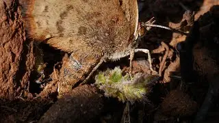 BUTTERFLY FEMALE CHOOSES PLACE FOR EGG: CRITICALLY ENDANGERED WOLKBERG RUSSET, ALOEIDES STEVENSONI