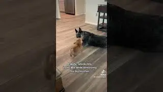 Song: Sia - &ldquo;Unstoppable&rdquo; #dog #corgi #puppy #corgis #australiancattledog