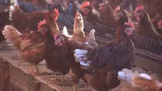 New egg law in Massachusetts could lead to price increase, product shortage