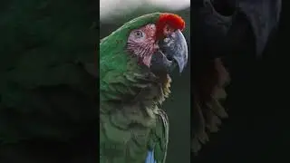 parott Closeup Beautiful birds || Bird Nesting || #birdsounds  #birdsofinstagram #birdsyoutube #bird