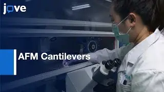 AFM Cantilevers with Single-T Cells for Immunological SCFS | Protocol Preview