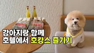 강아지랑 호텔에서 호캉스 즐기기