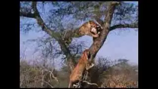 John Varty shows hunt where lion scavenge leopard kill