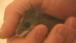 Friendly Wild Mouse
