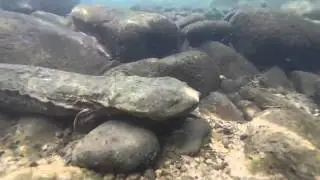 Eastern Hellbender