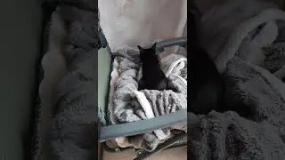Котика готовится ко сну ) #оле7 #ластёна #cat #котофейка #кот #видосыоткота #животные #топ