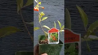 Goji Berry,taste like a tomato. How do You eat this?#gojiberry #tomatoes #fruit #utah #northernutah