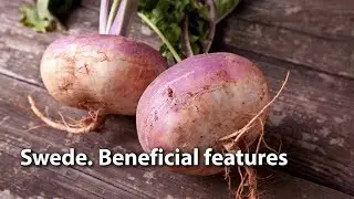 Swede. Beneficial features