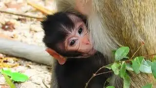 🔴 LIVE | Baby Monkey's Daily Development: A Journey of Discovery