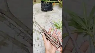 How to grow oleander plant from cuttings
