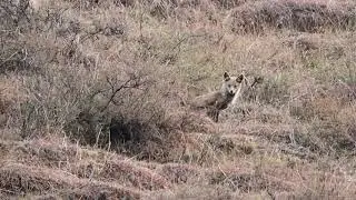 Fox in kashmir hills