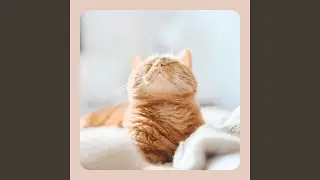 Dream-Like Backdrops for Scratching Cats