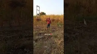 shetkari manus👑# मराठी चैनल #शेतकरी#shetkari#farming #villagelife#shorts#videos #farmer#marathimulga