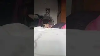 perra malvada😼
