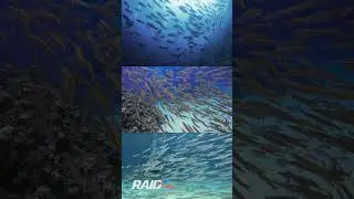 RAID on Sharm 2023