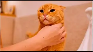 RESCUE CAT This Story Will Change How You See Adoption