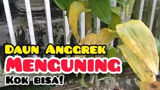 Daun Anggrek Menguning || Ini Penyebabnya