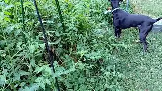 Rascal sniffs something in the garden