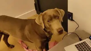 DMI | Dog Machine Interface