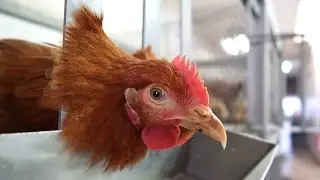 Canola Live Poultry Market (12-04-2016)
