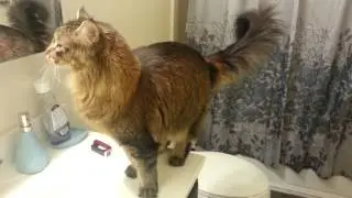 Maine Coon Cat Is Anxious For Breakfast