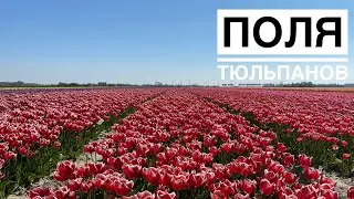Поля тюльпанов | Запись прямого эфира от 22.04.20