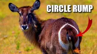 Waterbuck&nbsp;Facts: an ANTELOPE Who Loves WATER 🌊 Animal Fact Files