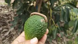 Entre los lepid&oacute;pteros en el cultivo de palto se registra a Oxydia sp. (Lep.: Geometridae)