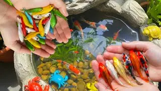 Surprise fish video, colourful aquarium fish swimming in small tub @Surprisefish1 