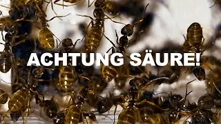 Schnellste Ameise Europas - Jagt auf 500 Beutetiere hautnah verfolgen - Achtung Ameisensäure!