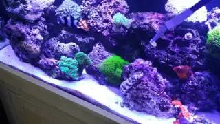 Feeding Snowflake Eel 90 Gallon Reef tank