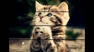 @CATcontentcreator | CAT Favourite | Photographer | Cameraman