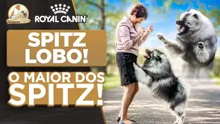 Spitz Lobo | Keeshond | Cinofilia Digital
