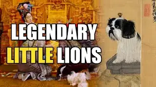 How 14 Shih Tzus Saved Dog Breed from Extinction in 1949 China Revolution