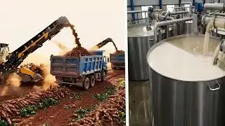 Cassava Processing at an Insane Level – Watch Robots Transform The Harvest
