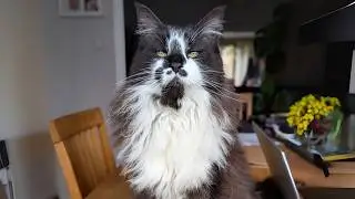 I Never Wanted a Cat — But He Never Gave Up on Me