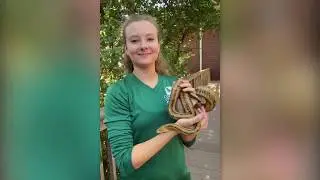 Daily Discoveries - Yellow Rat Snake