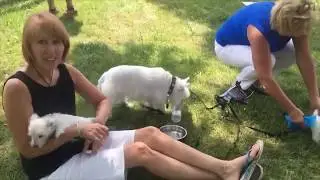 Road Trip:Puppy Delivery and a Stop and at the Mohawk Valley Welcome Center 7- 28-18