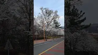 Keimyung university, Daegu South Korea #music #nature #spring#deagu#korea #koreandrama